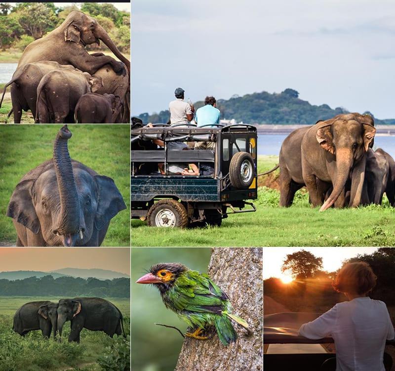 Manju Homestay Sigiriya Eksteriør billede